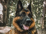 De Nature Canine