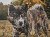 De Nature Canine