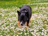 De Nature Canine