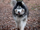 De Nature Canine