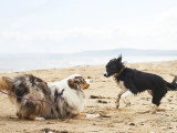 De Nature Canine