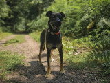 De Nature Canine