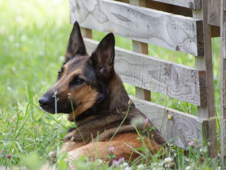 L'A mi-chat mi-chien