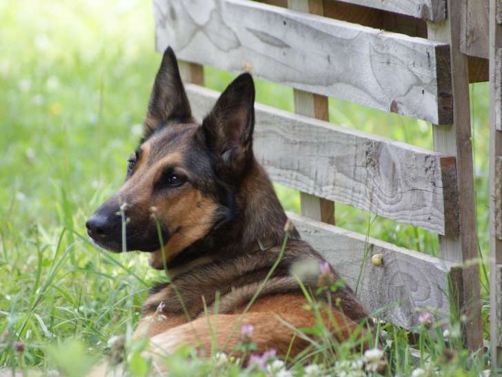 L'A mi-chat mi-chien