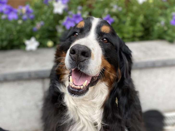 Jaïpur, notre femelle Bouvier Bernois