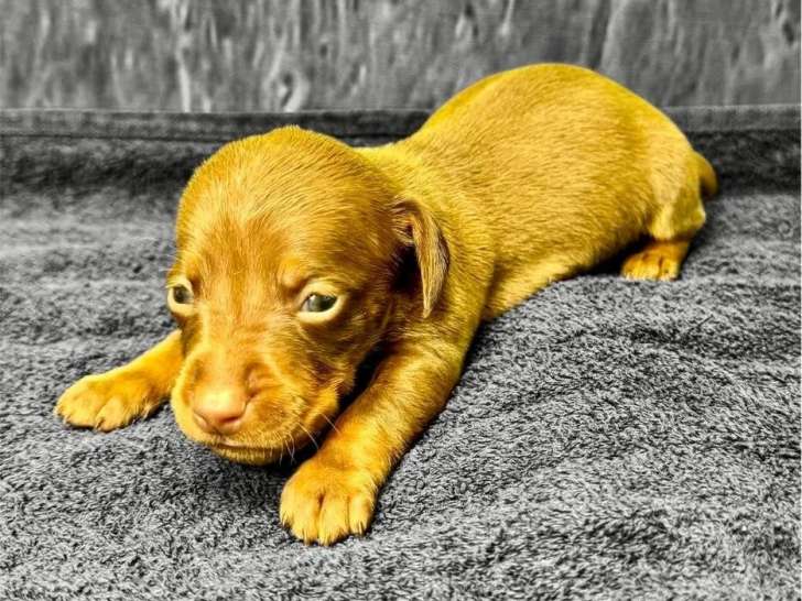 Teckel Nains Exotics