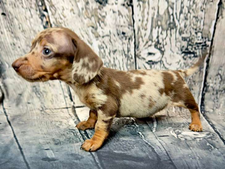 chiot teckel nain arlequin chocolat tan