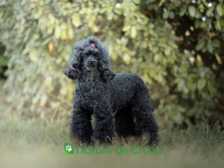 Des Terres D'Imagine