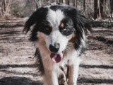 De Nature Canine