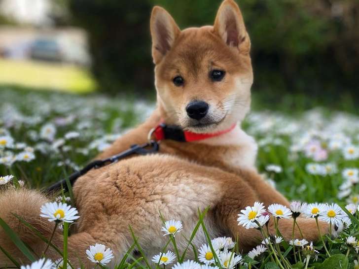 De Nature Canine