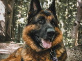 De Nature Canine