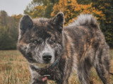 De Nature Canine