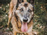 De Nature Canine