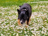 De Nature Canine
