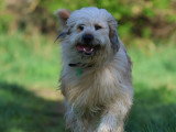 De Nature Canine