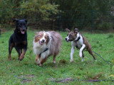 De Nature Canine
