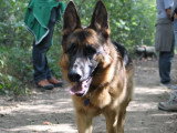 De Nature Canine