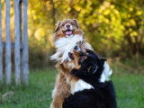 De Nature Canine