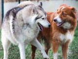 De Nature Canine