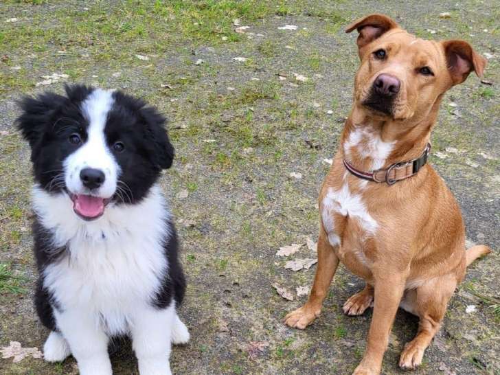 Bien dans ses pattes