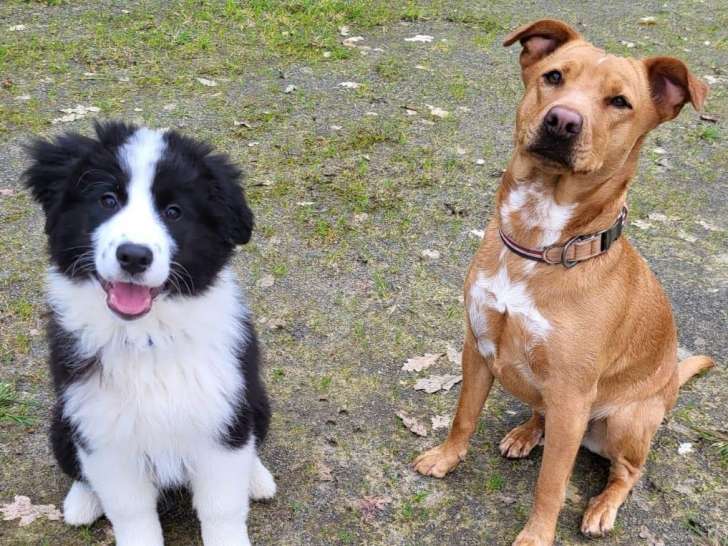 Bien dans ses pattes