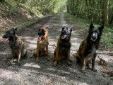 Etb-K9 Academy