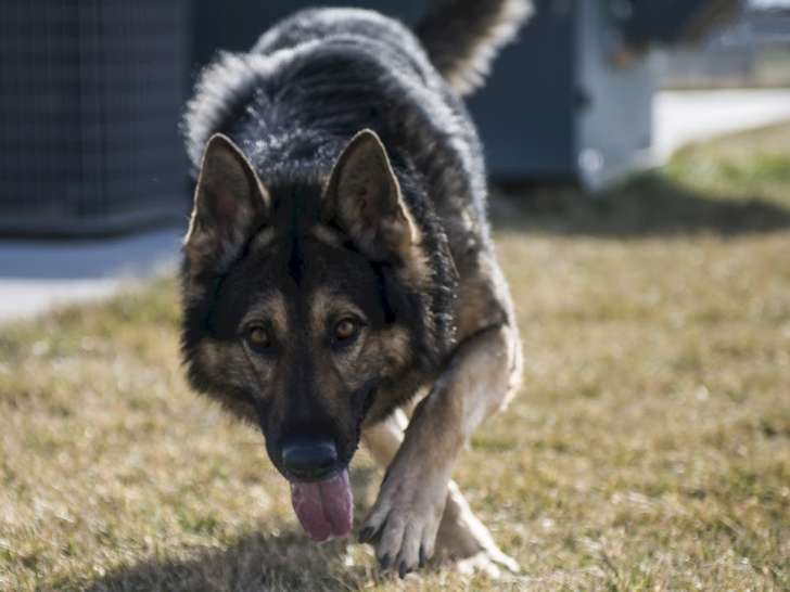 Entre chiens et nous