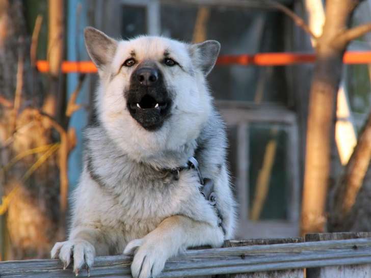 Entre chiens et nous