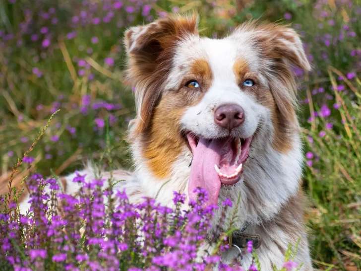 Il était une Truffe