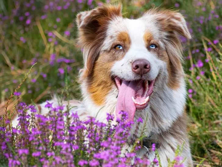 Il était une Truffe