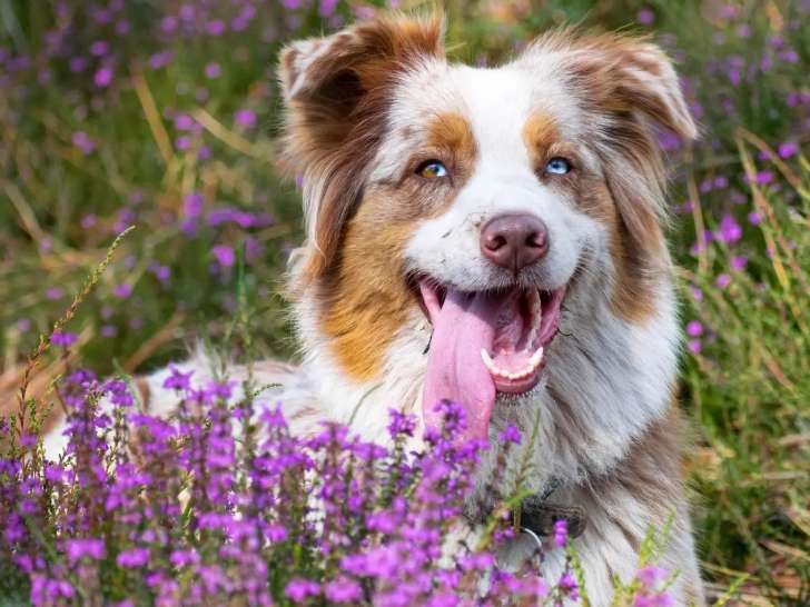 Il était une Truffe