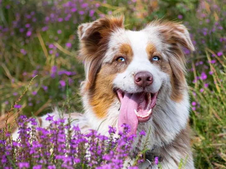 Il était une Truffe