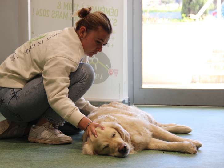 Ostéopathe pour chiens dans le 06