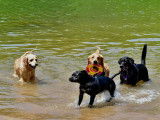 Des chiens se baignant dans l'eau, l'un d'eux a un frisbee dans la gueule