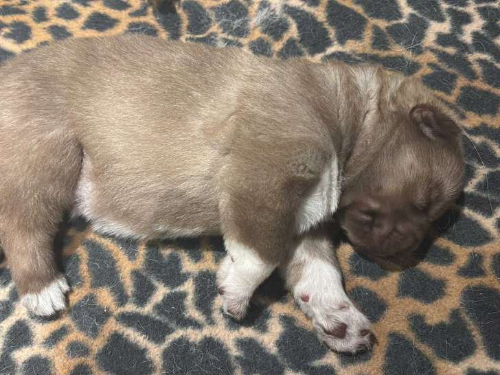 Émilie's Ice Wolves