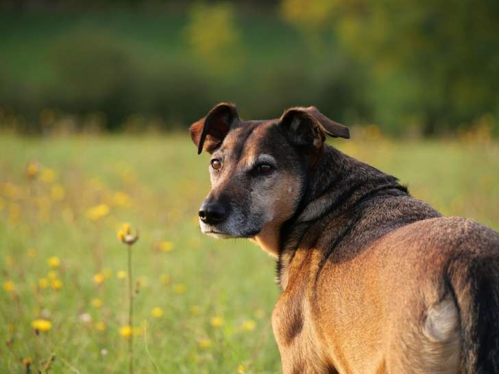 Les chiens de prairie