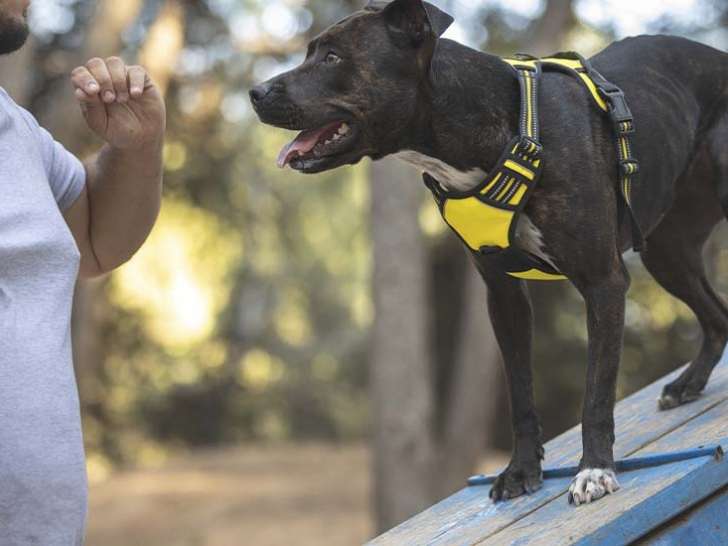 Pl&eacute;nitude Canine