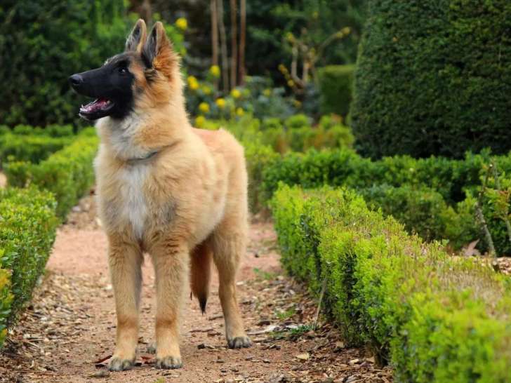 La For&ecirc;t des Lyns