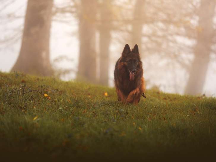 Un P'tit Coup de Patte