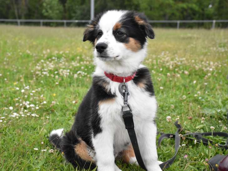 Du ma&icirc;tre au chien