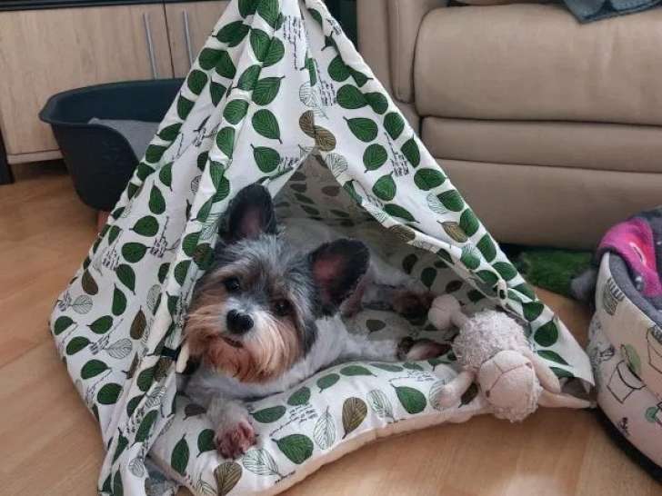 Bien dans ses pattes