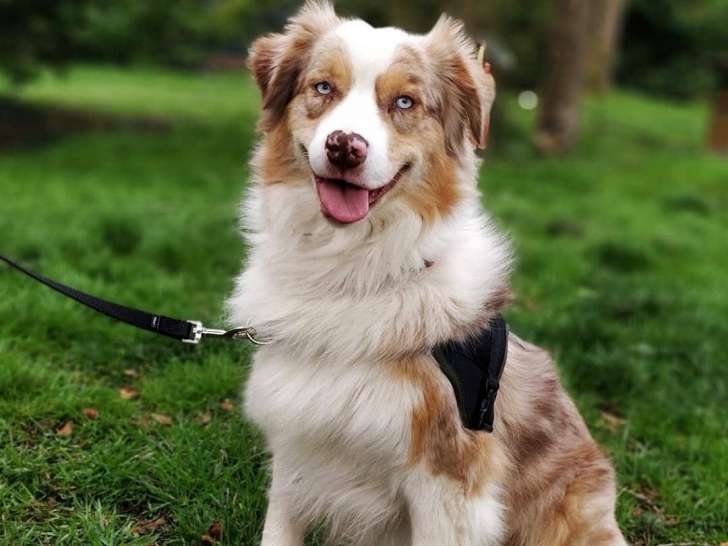 Comportementaliste animalier