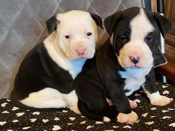 Les Toutous De Bernou