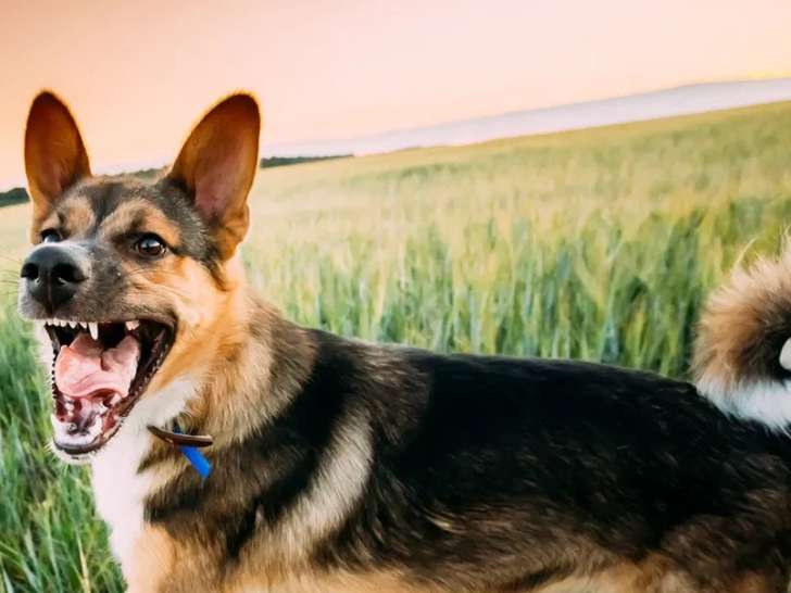 Chiens et chevaux du Bois Bordia