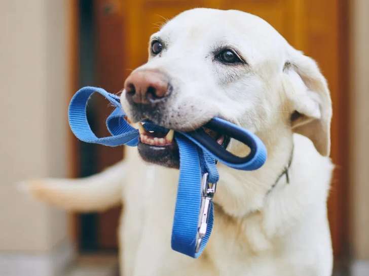 Chiens et chevaux du Bois Bordia