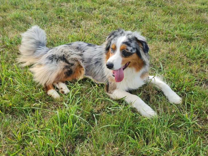 Bea'ttitude Services Animaliers