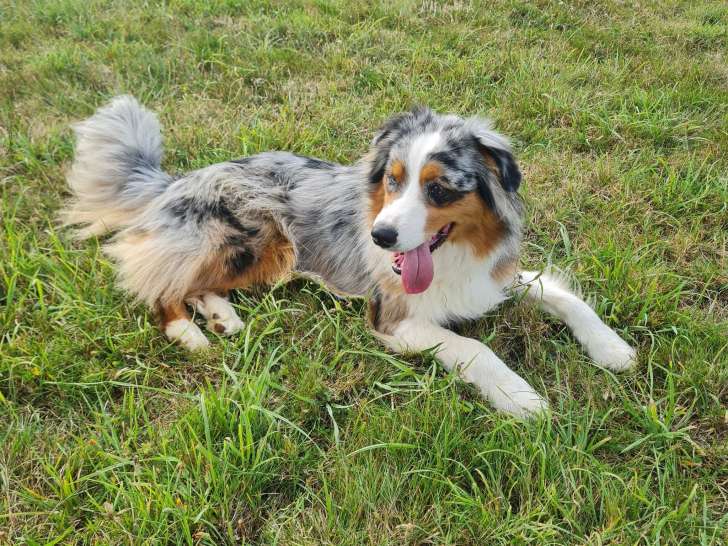 Bea'ttitude Services Animaliers