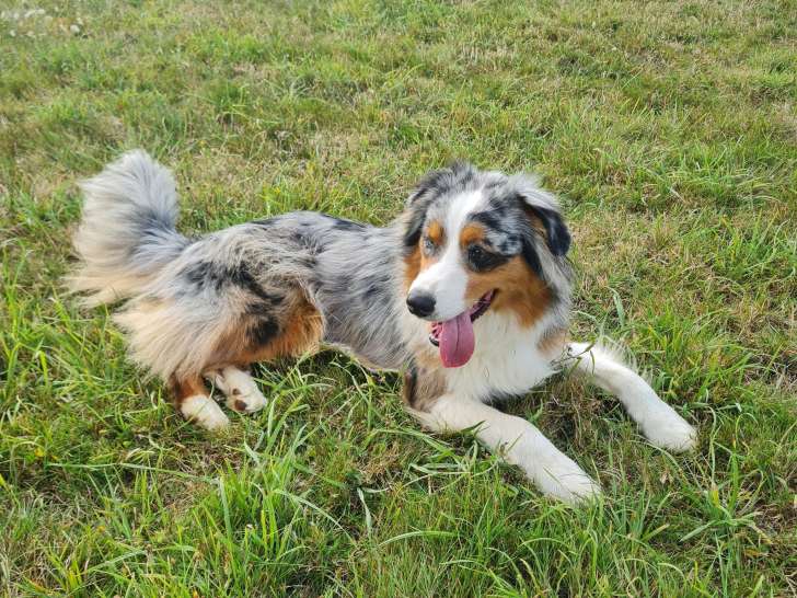 Bea'ttitude Services Animaliers