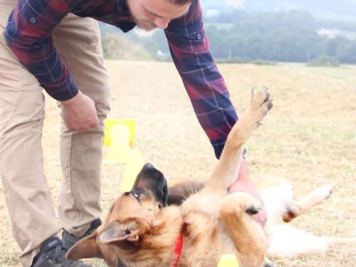 Bien dans ses pattes