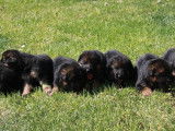 Chiots Berger Allemand